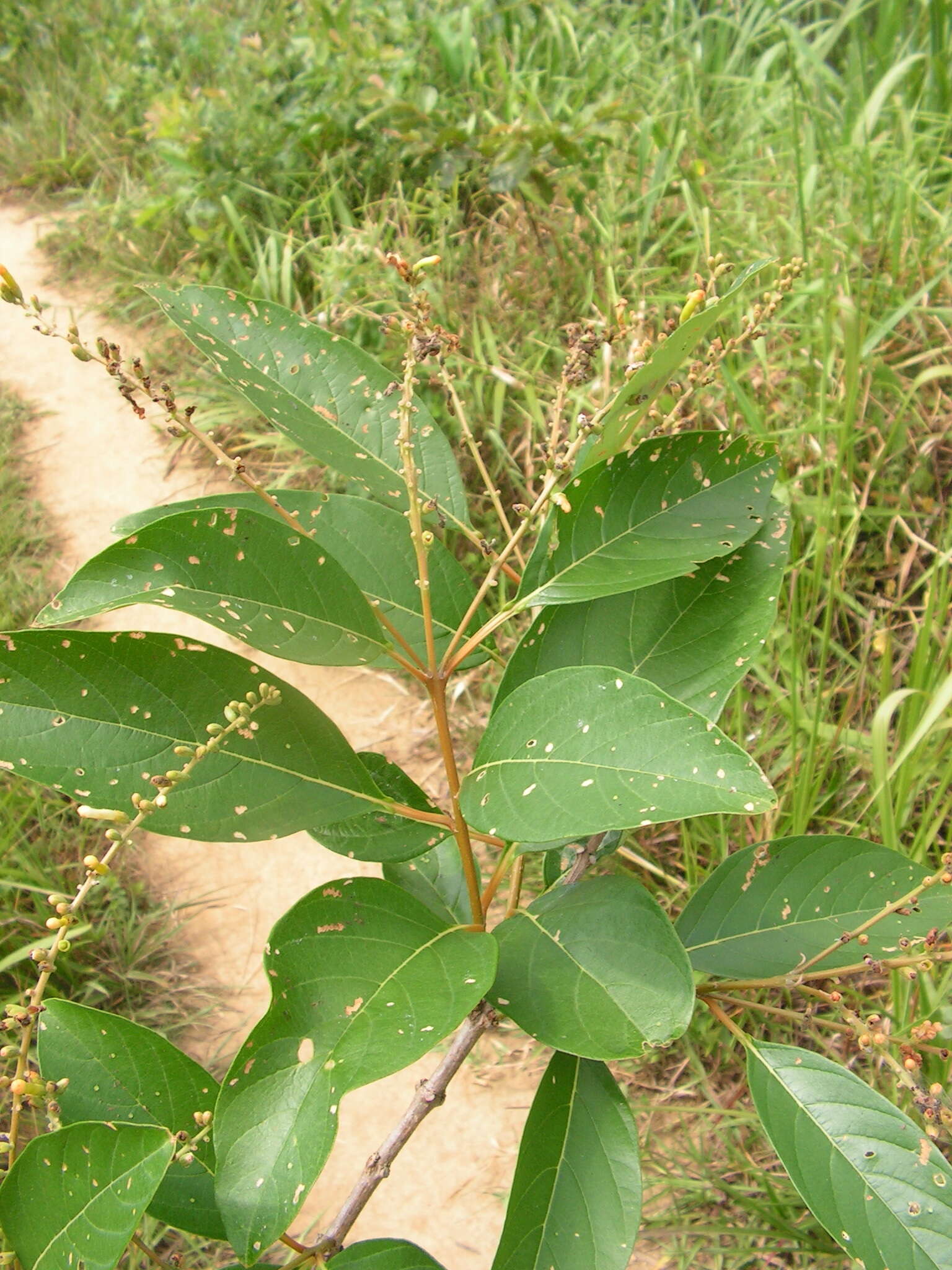 Image de Citharexylum myrianthum Cham.