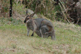 Image of wallaby