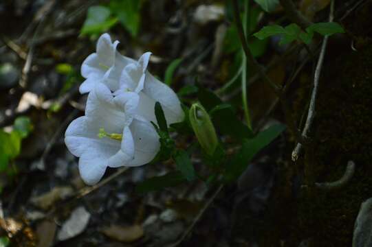 Image of Canterbury Bells