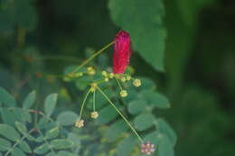 Image of Schott's stickpea