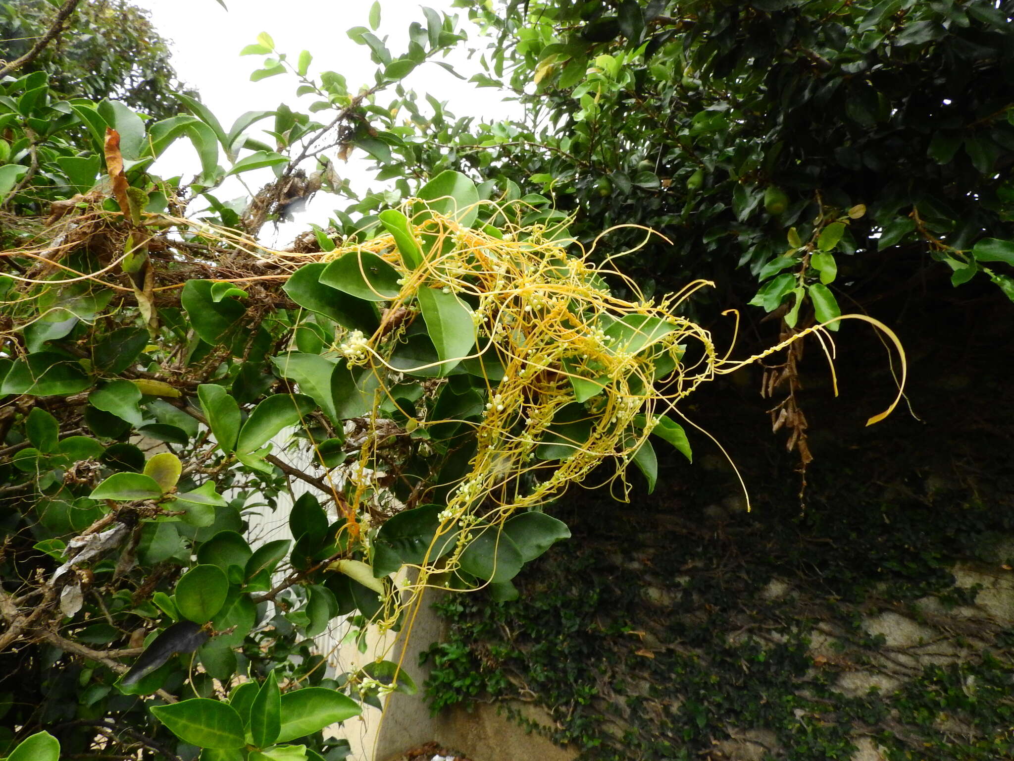 Plancia ëd Cuscuta suaveolens Ser.