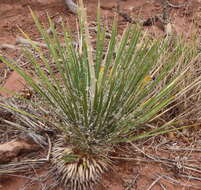 Image of narrowleaf yucca