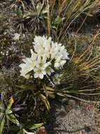 صورة Gentianella corymbifera (T. Kirk) Holub