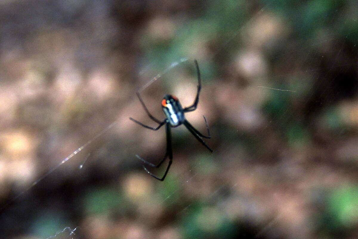 Image of Leucauge argyrobapta (White 1841)