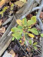 Image of American barberry