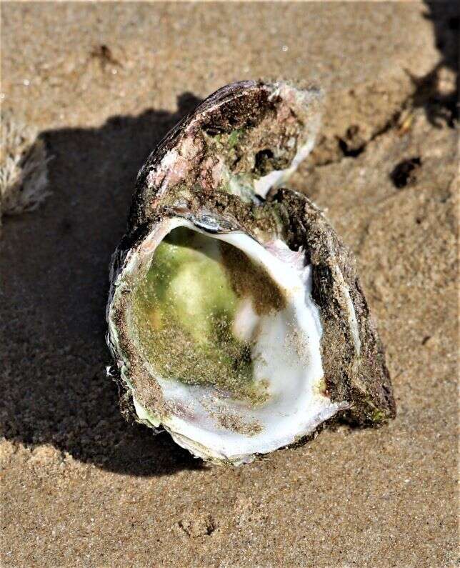 Image of Cape rock oyster