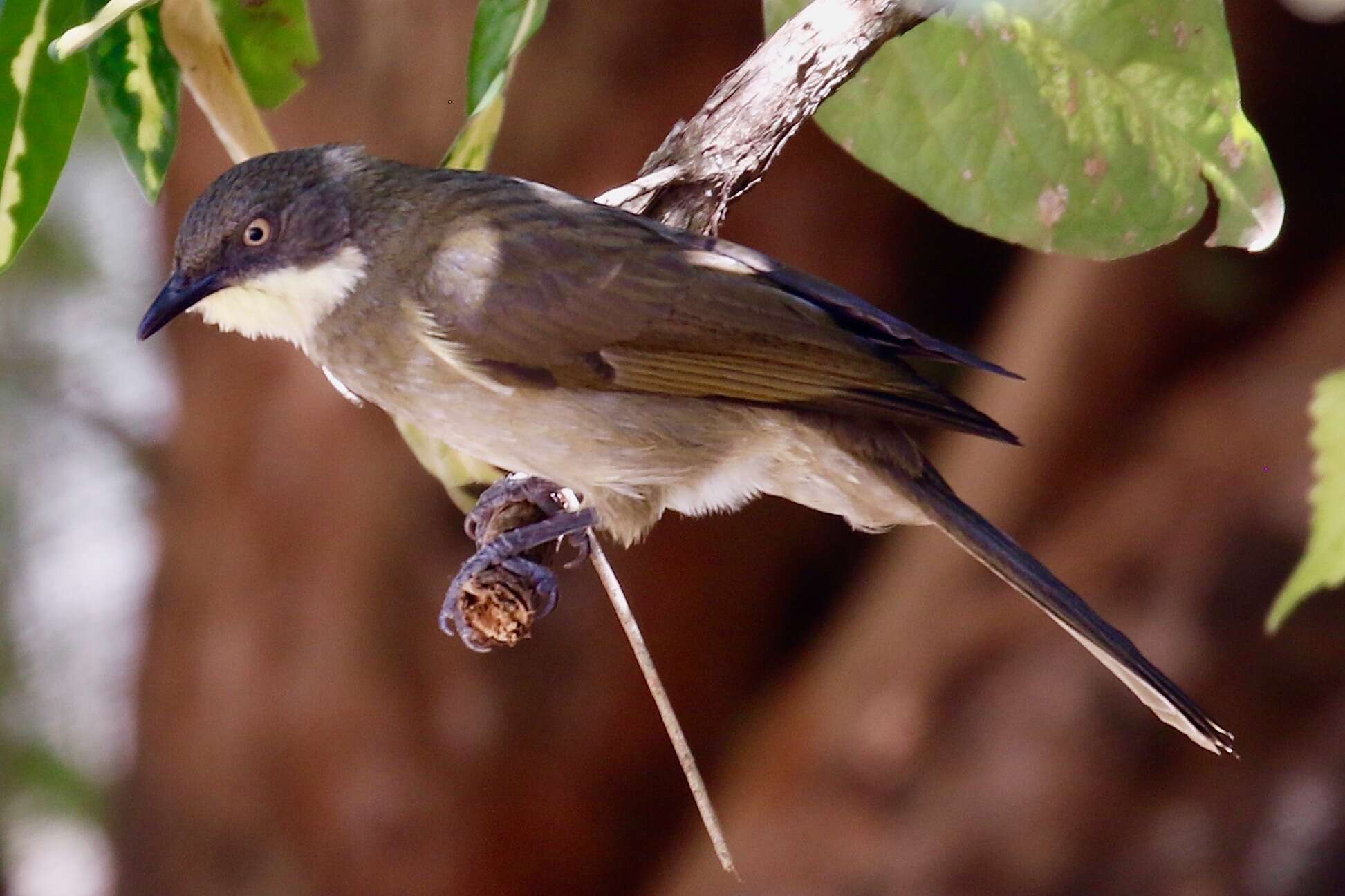 Image of Atimastillas flavicollis flavigula (Cabanis 1880)