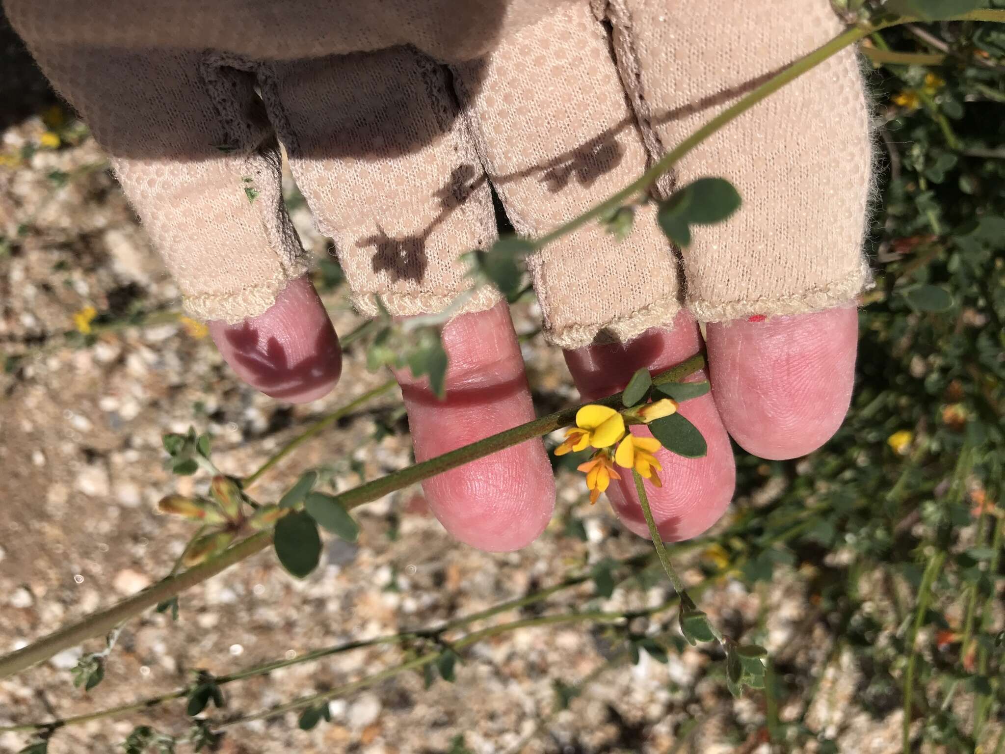 Acmispon glaber var. brevialatus的圖片