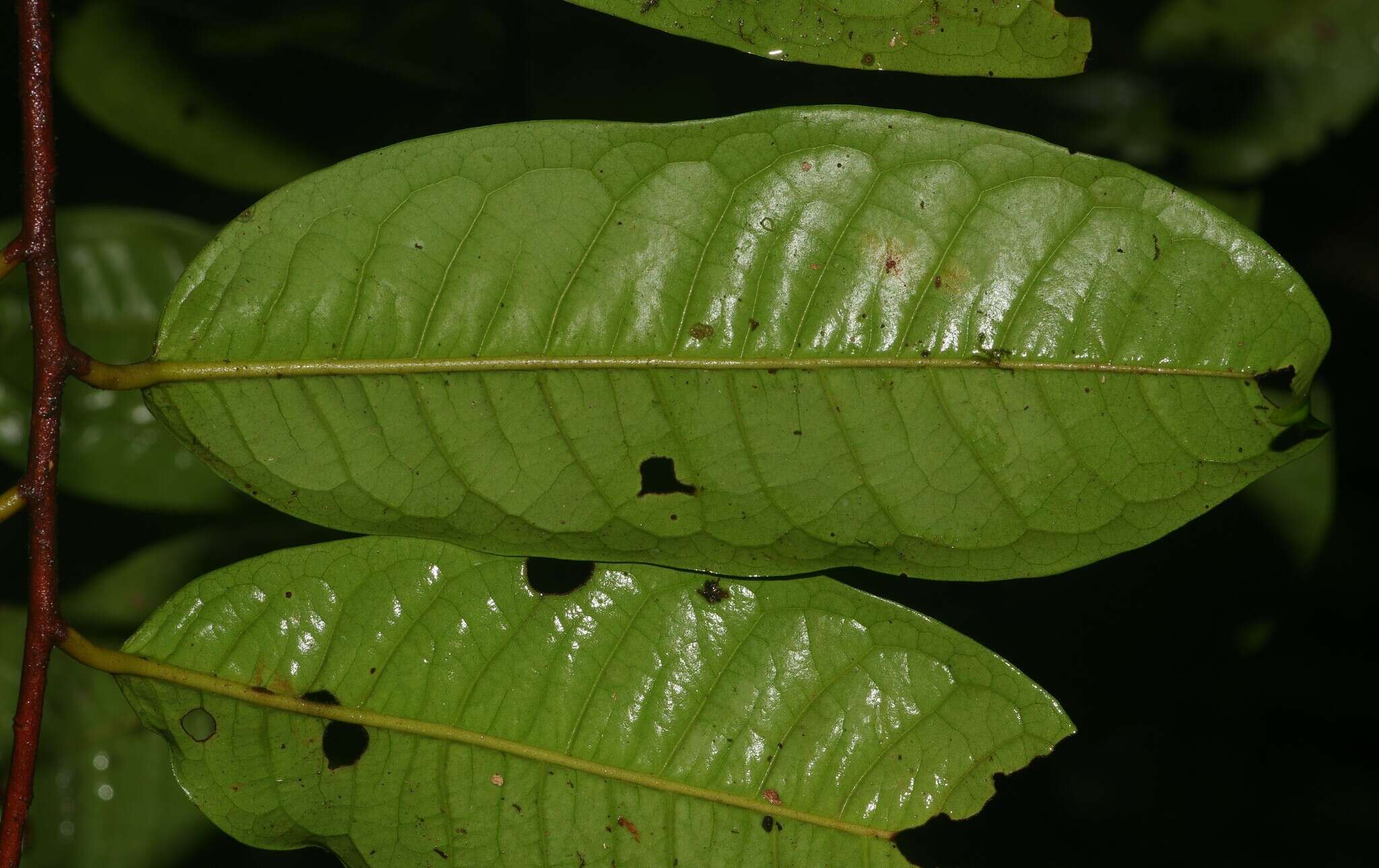 Image of Iryanthera hostmannii (Benth.) Warb.