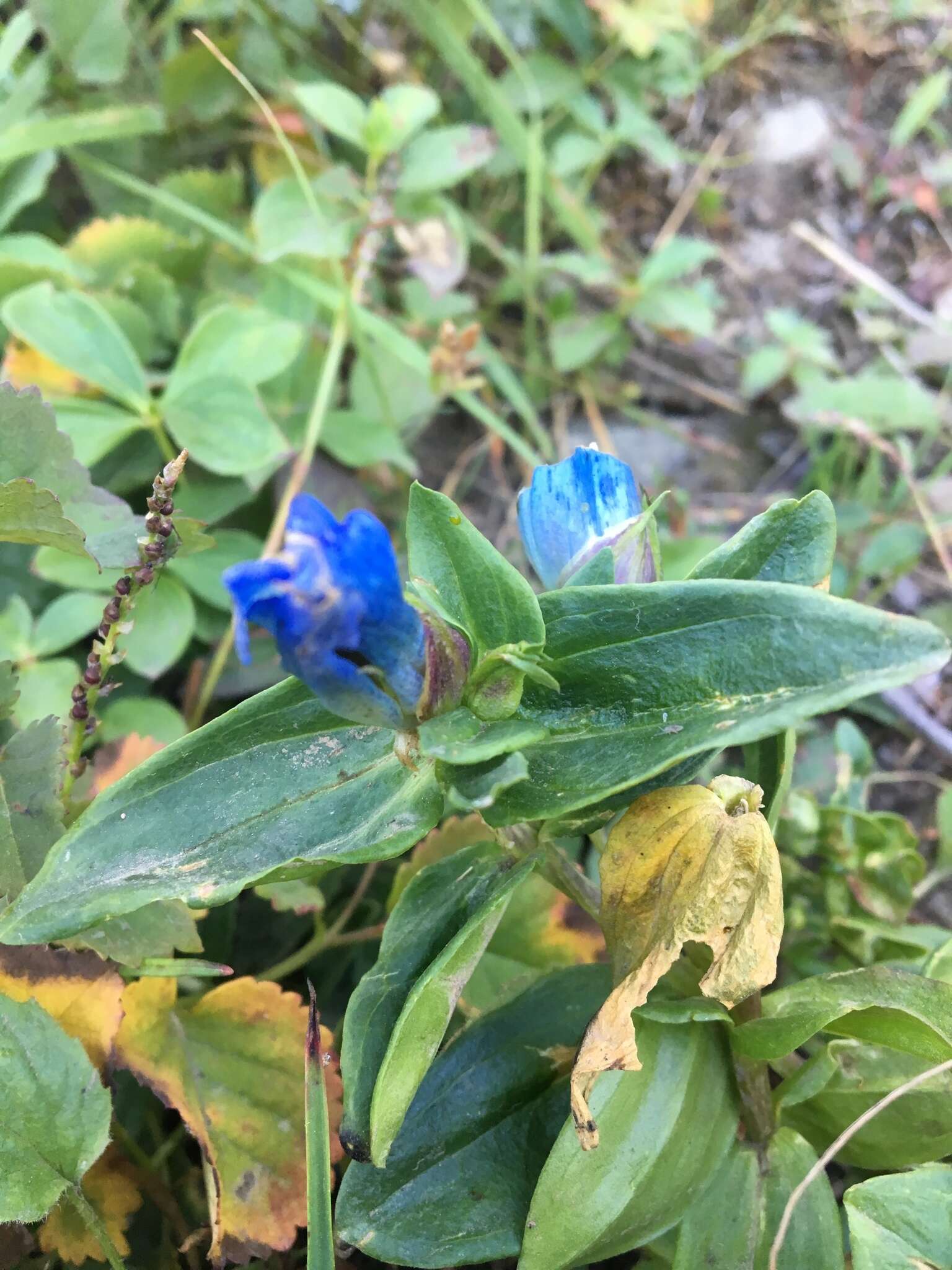 Image of broadpetal gentian