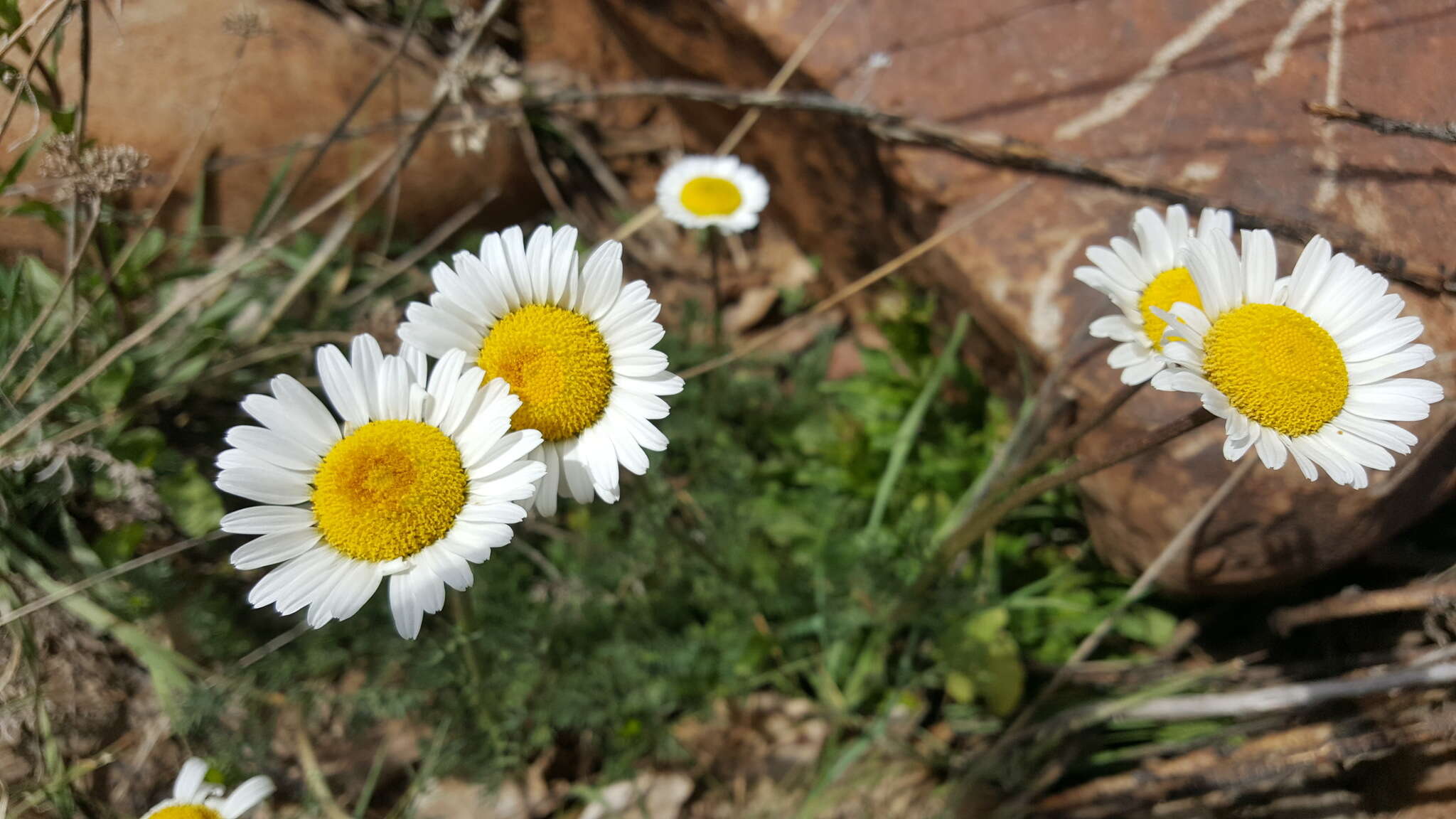 Image de Tripleurospermum caucasicum (Willd.) Hayek