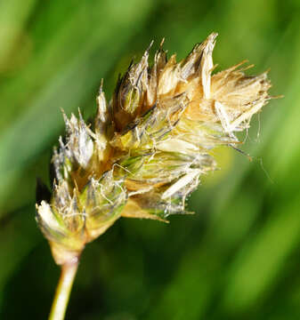 Image of blue moor grass