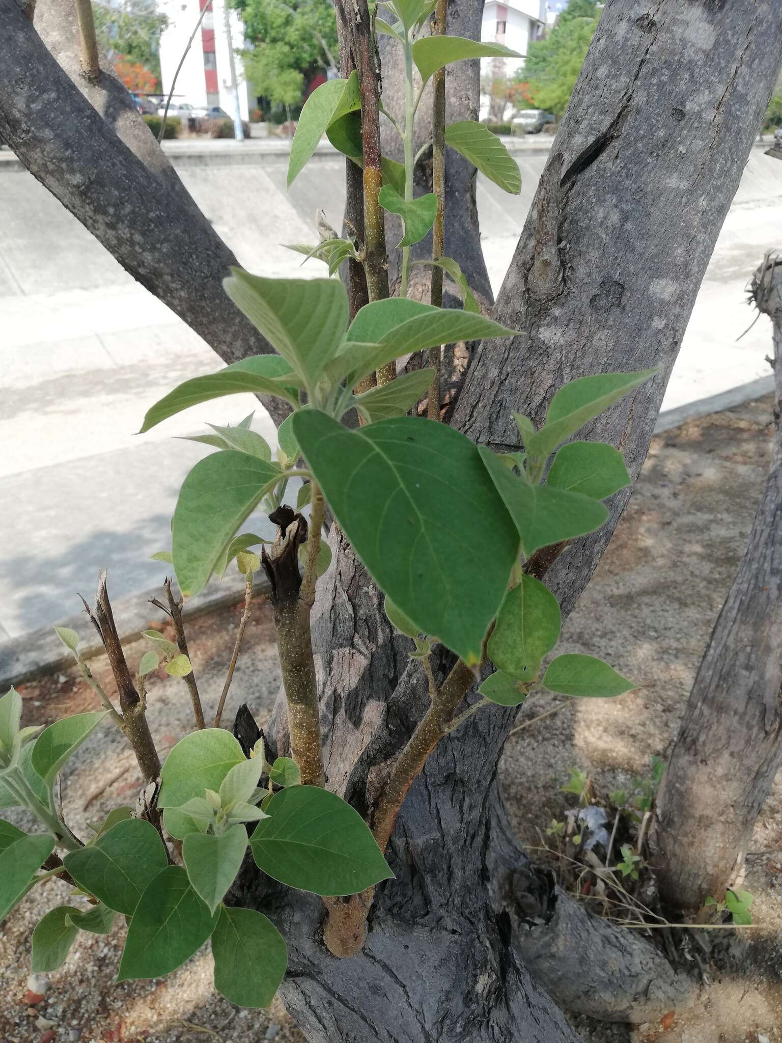 Image of Cordia elaeagnoides DC.