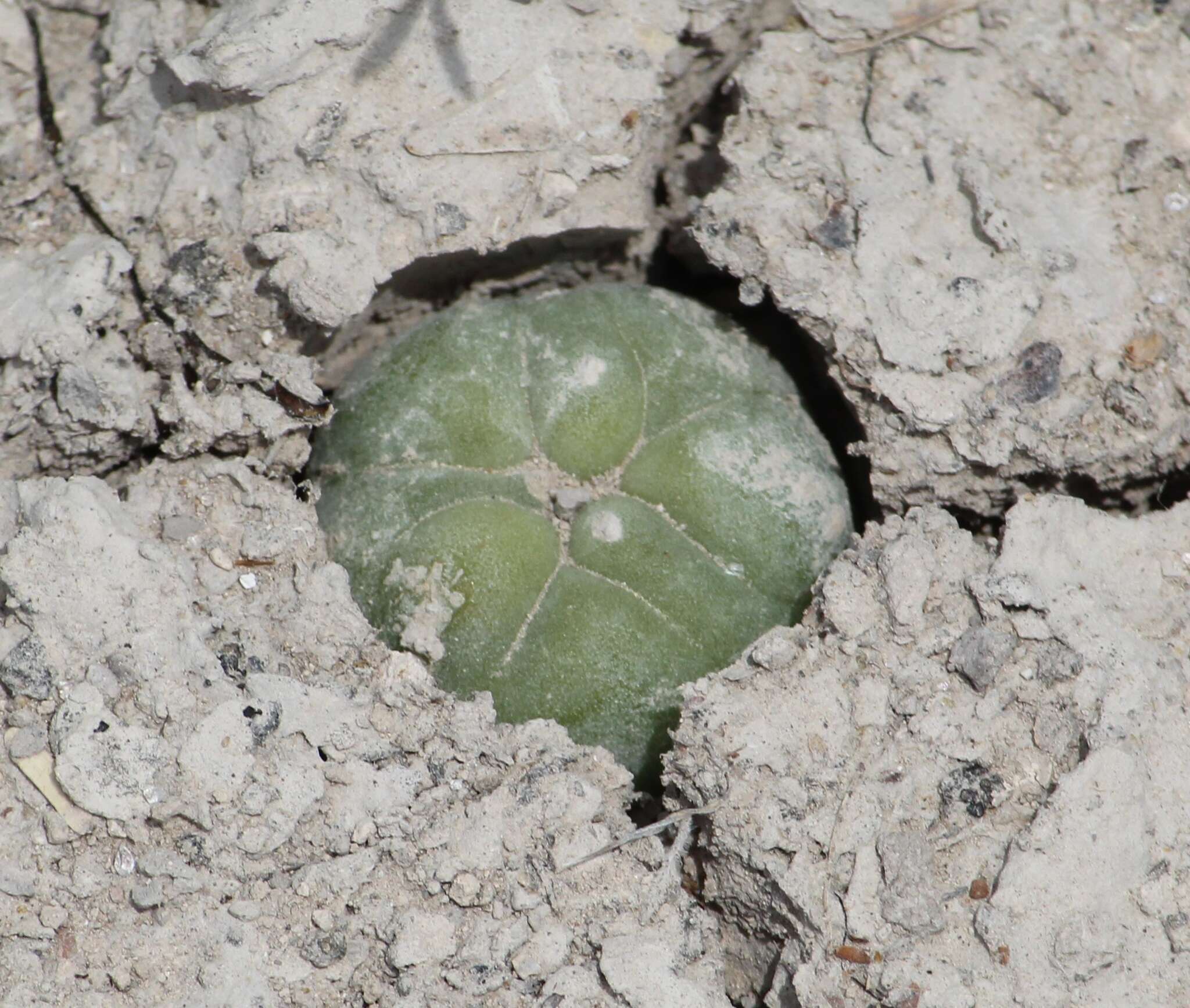 Image of Lophophora koehresii