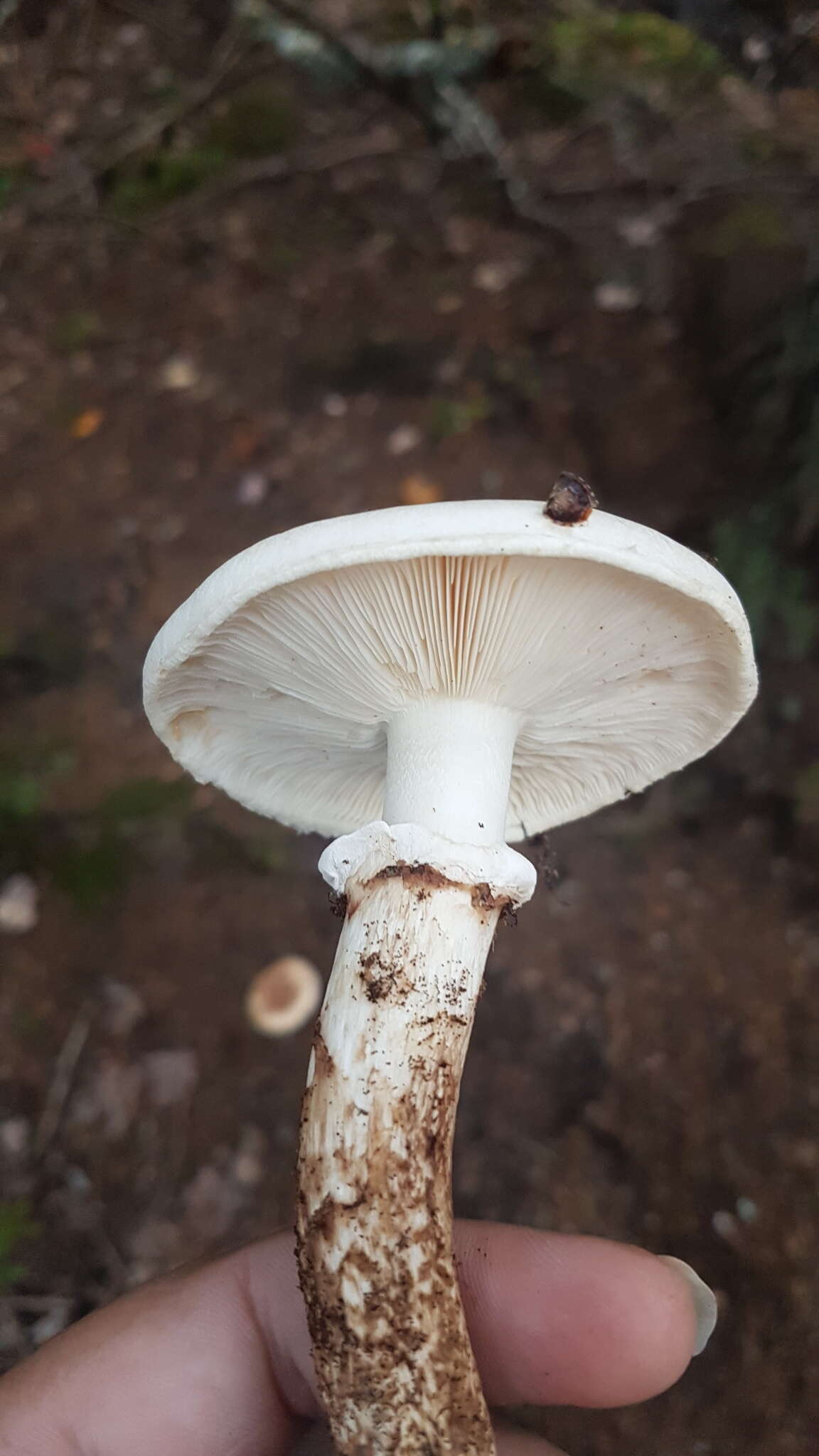 Image of Tricholoma dulciolens Kytöv. 1989