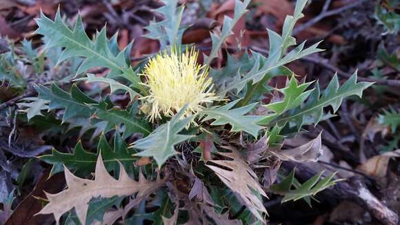 Imagem de Banksia armata (R. Br.) A. R. Mast & K. R. Thiele