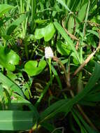 Image of Tropical Pickerelweed