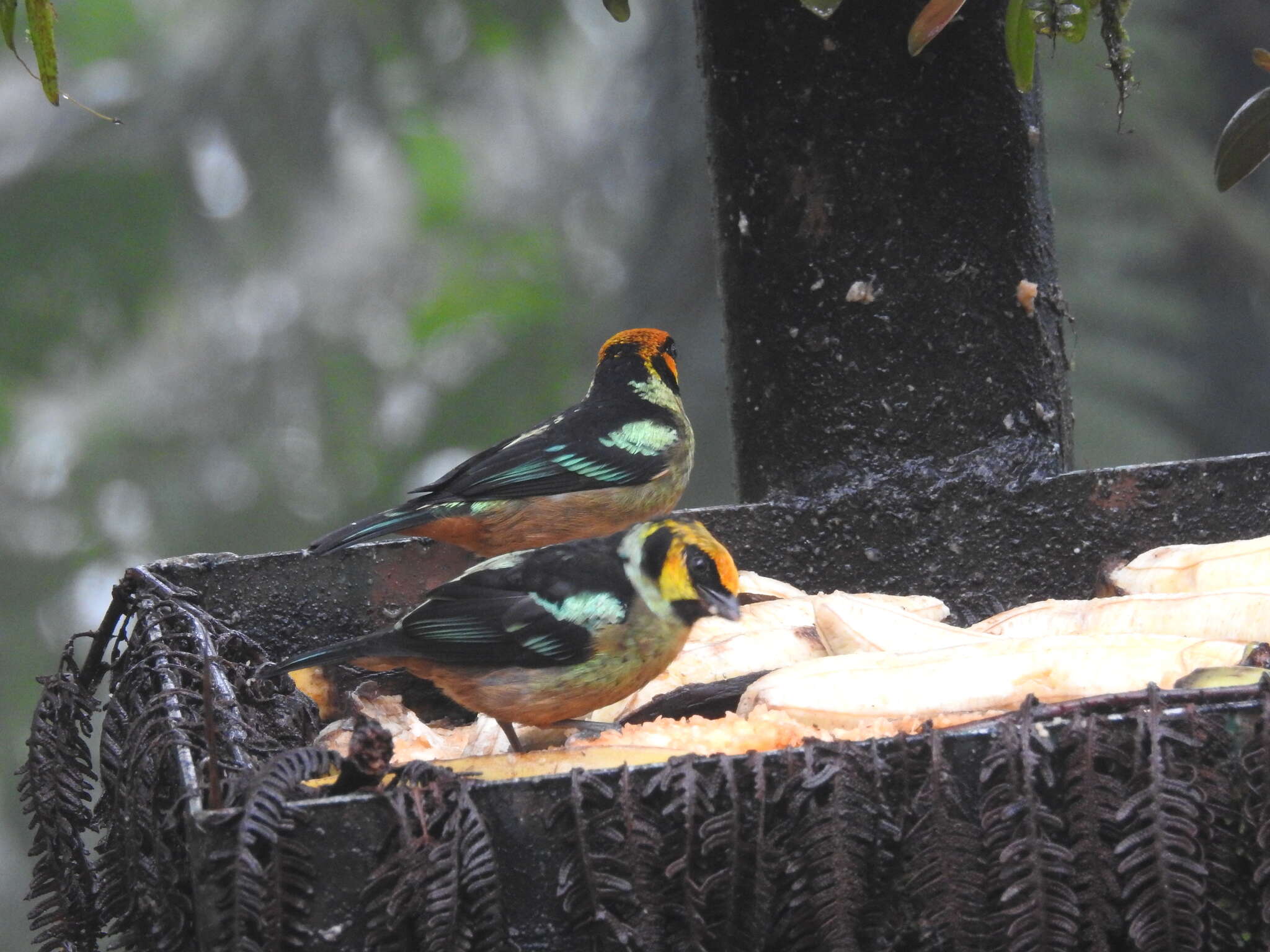 Image of Flame-faced Tanager