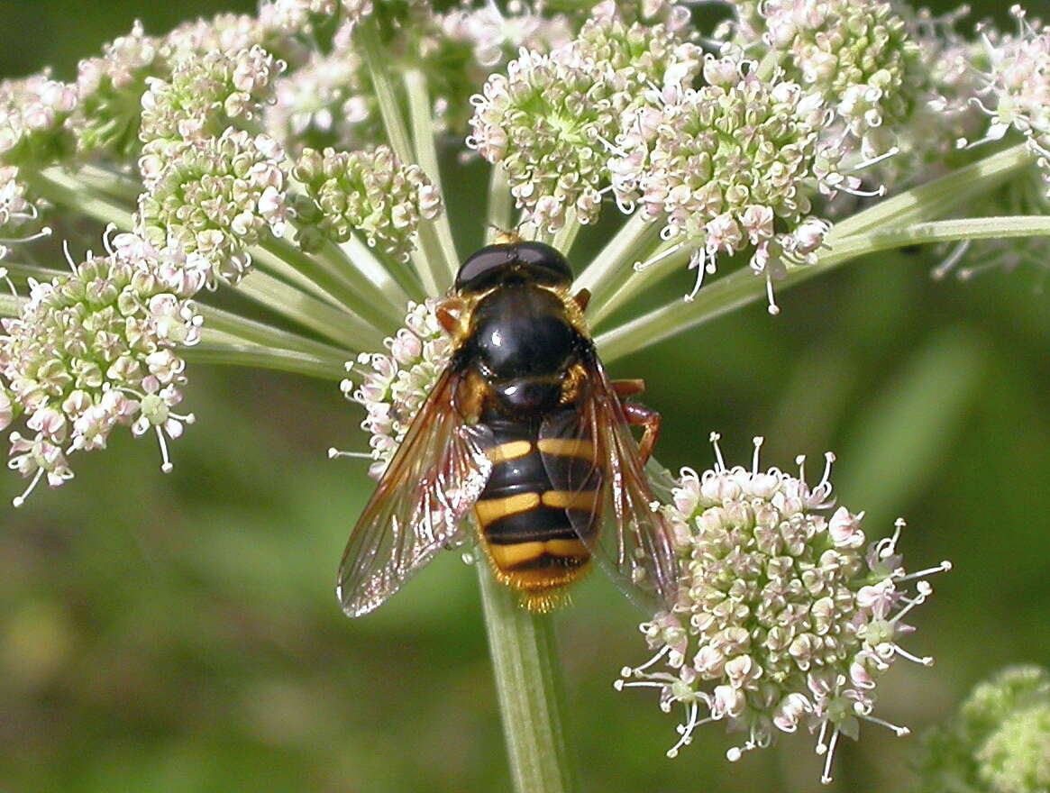 Image of Sericomyia silentis (Harris 1776)