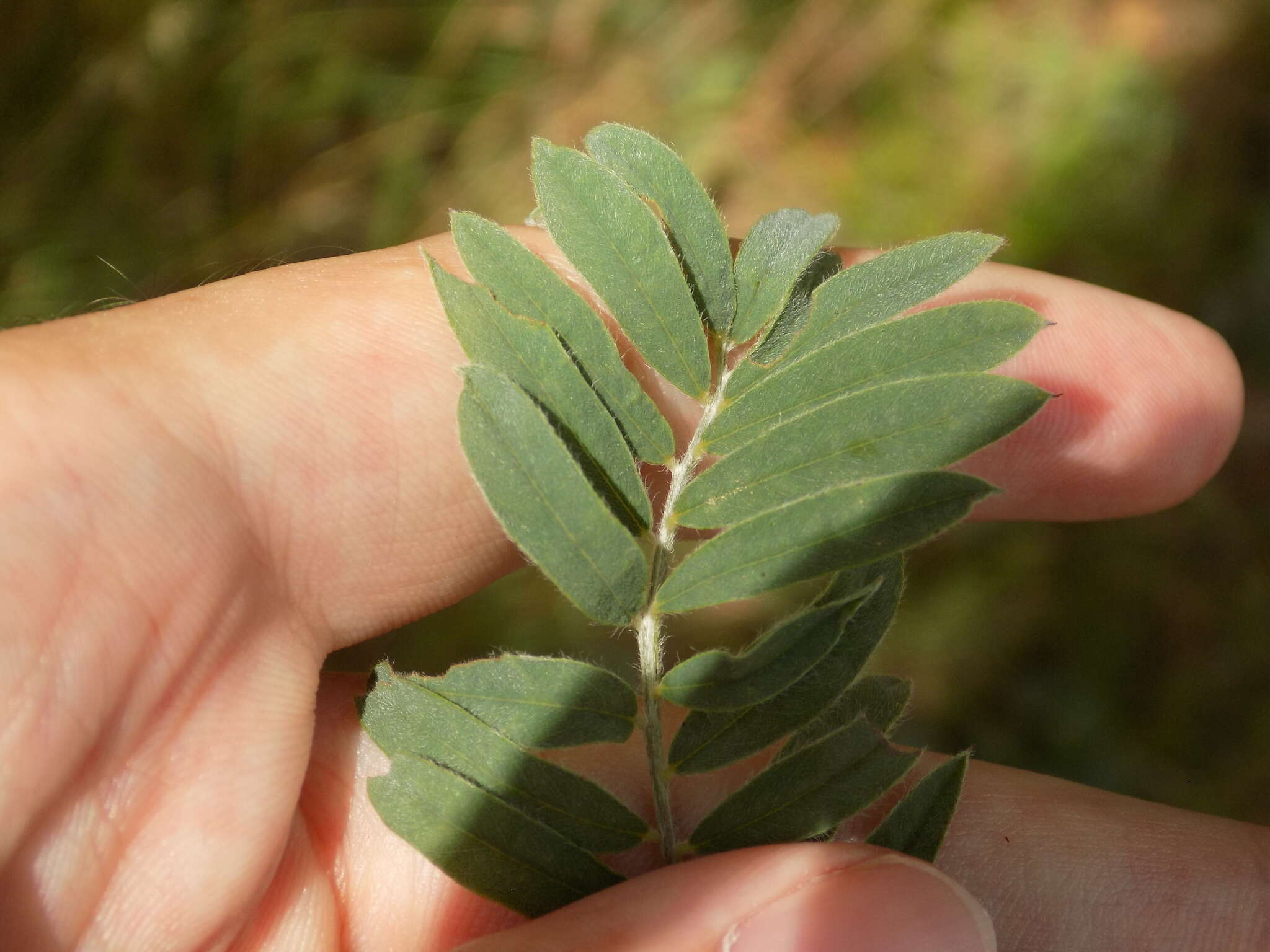 Image of Virginia tephrosia