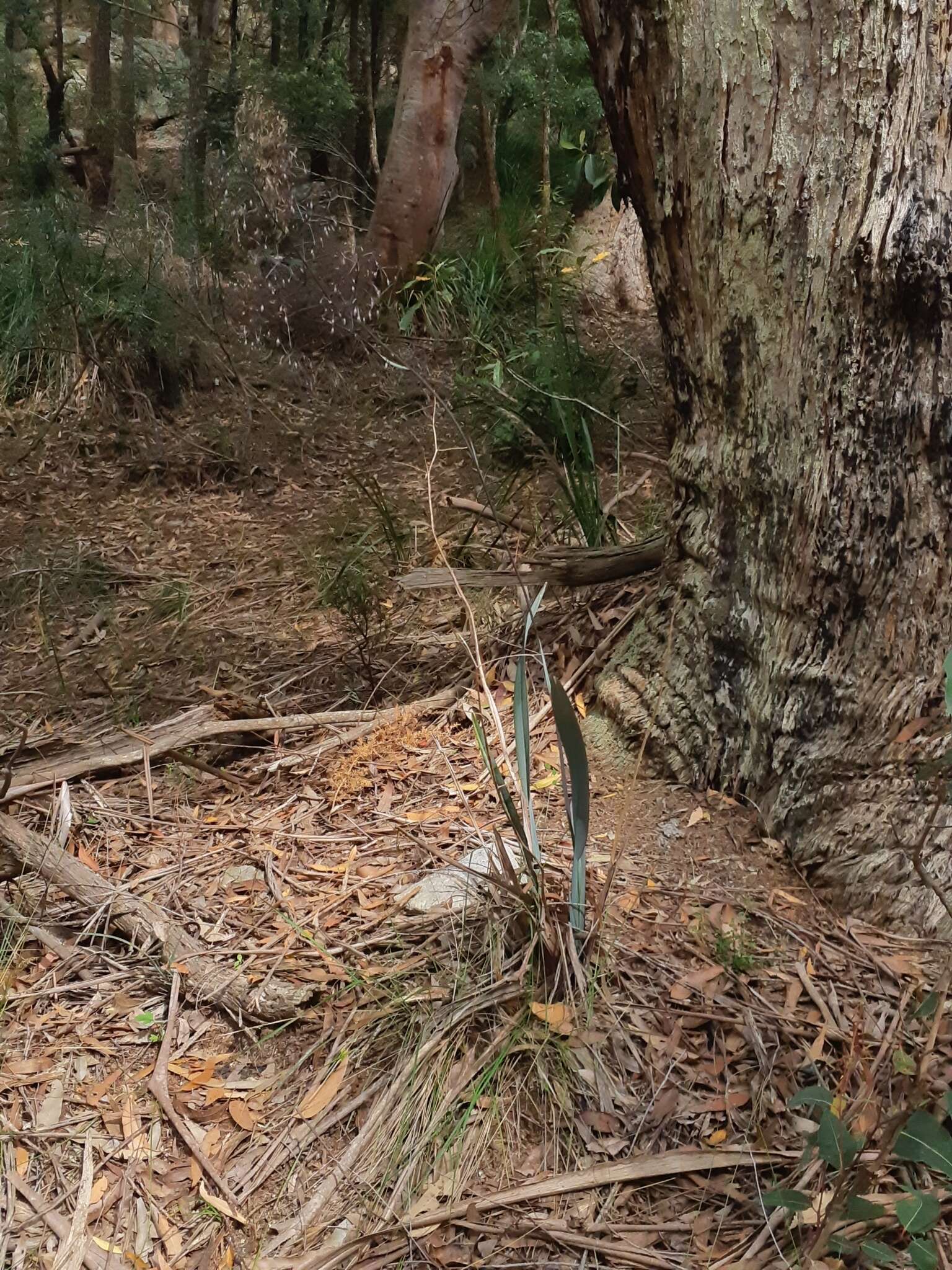 Image of Dianella prunina R. J. F. Hend.