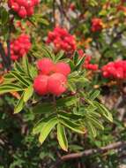 صورة Sorbus sitchensis var. grayi (Wenzig) C. L. Hitchc.