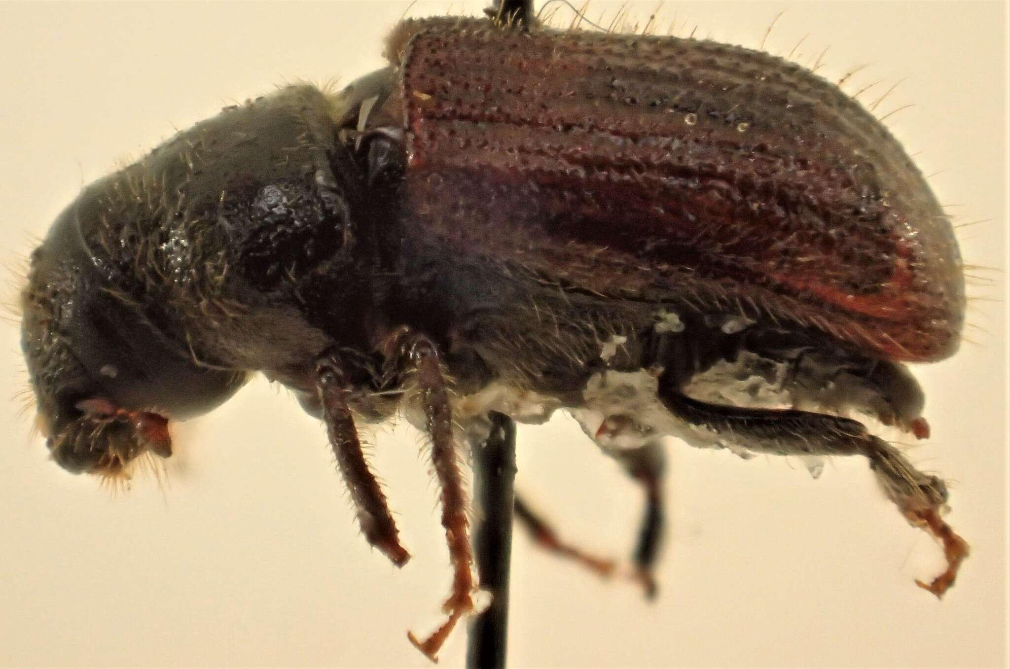 Image de Dendroctonus rufipennis Kirby 1837