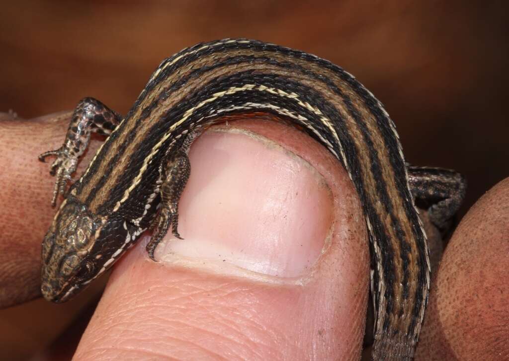 Image of Tropidosaura montana rangeri Hewitt 1926