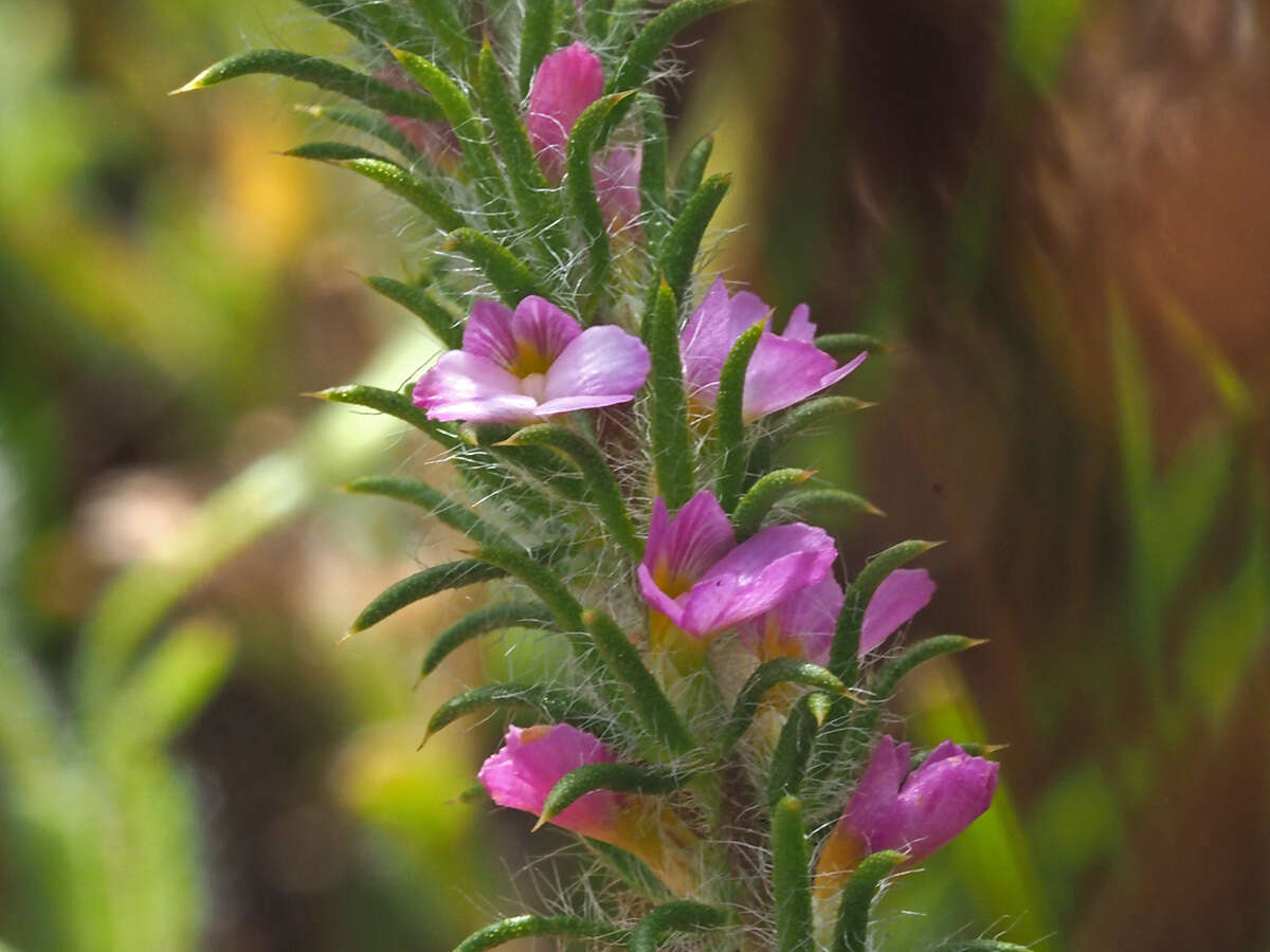 Image of Muraltia decipiens Schlechter