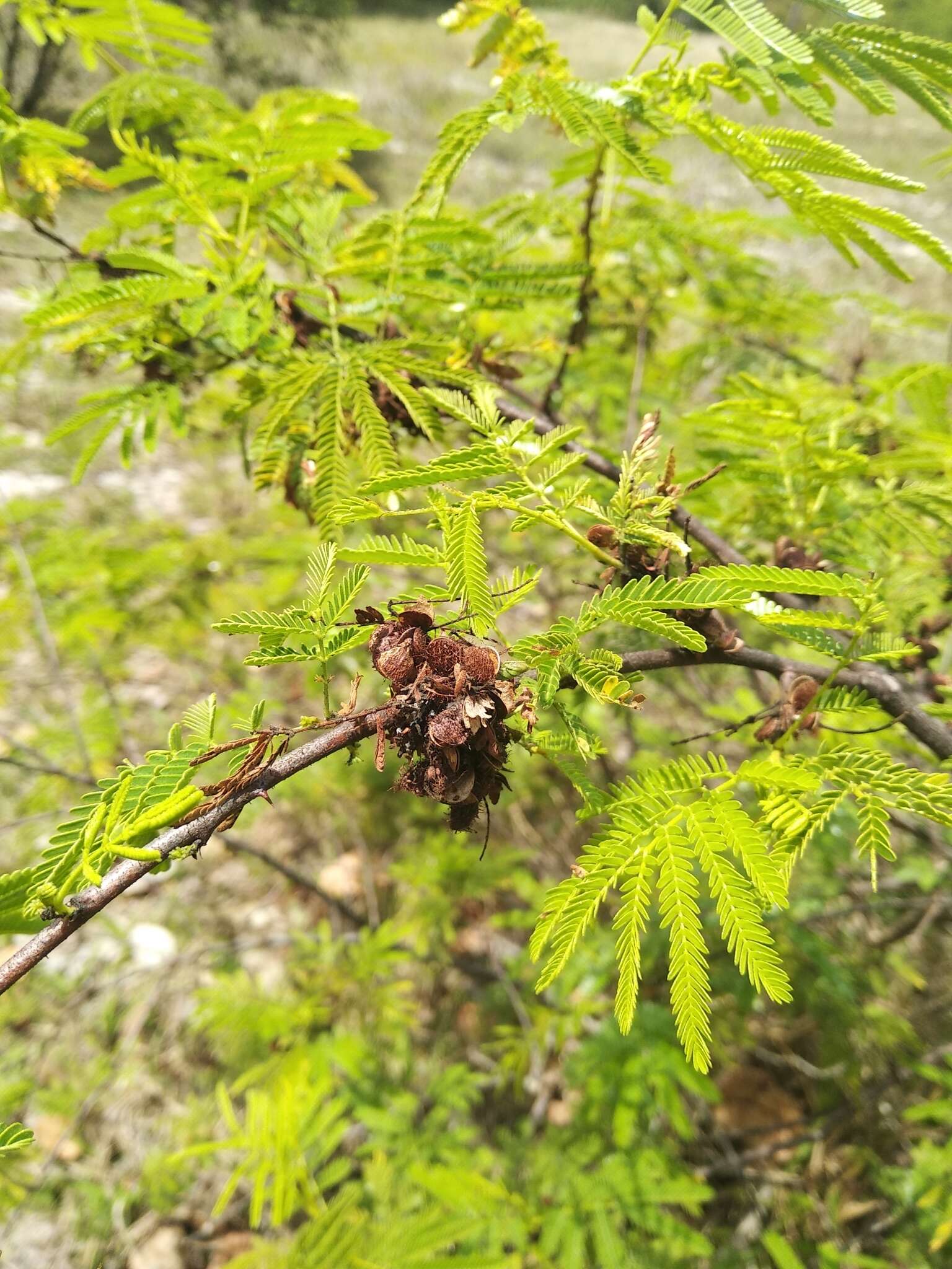 Mimosa tenuiflora (Willd.) Poir. resmi