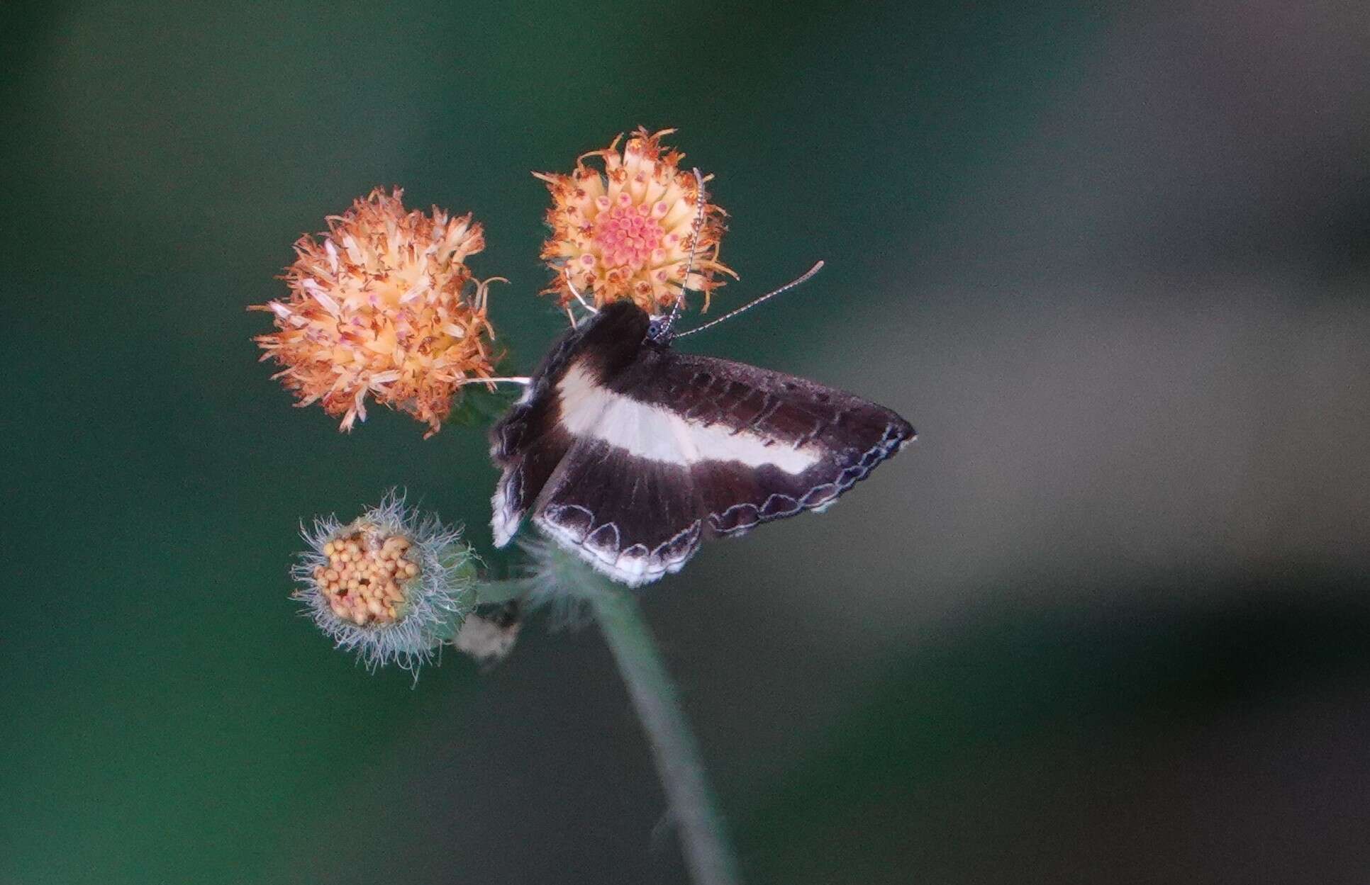 Image of Nymphidium baeotia Hewitson (1853)