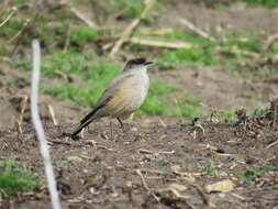 Image of Cinnamon-bellied Ground Tyrant