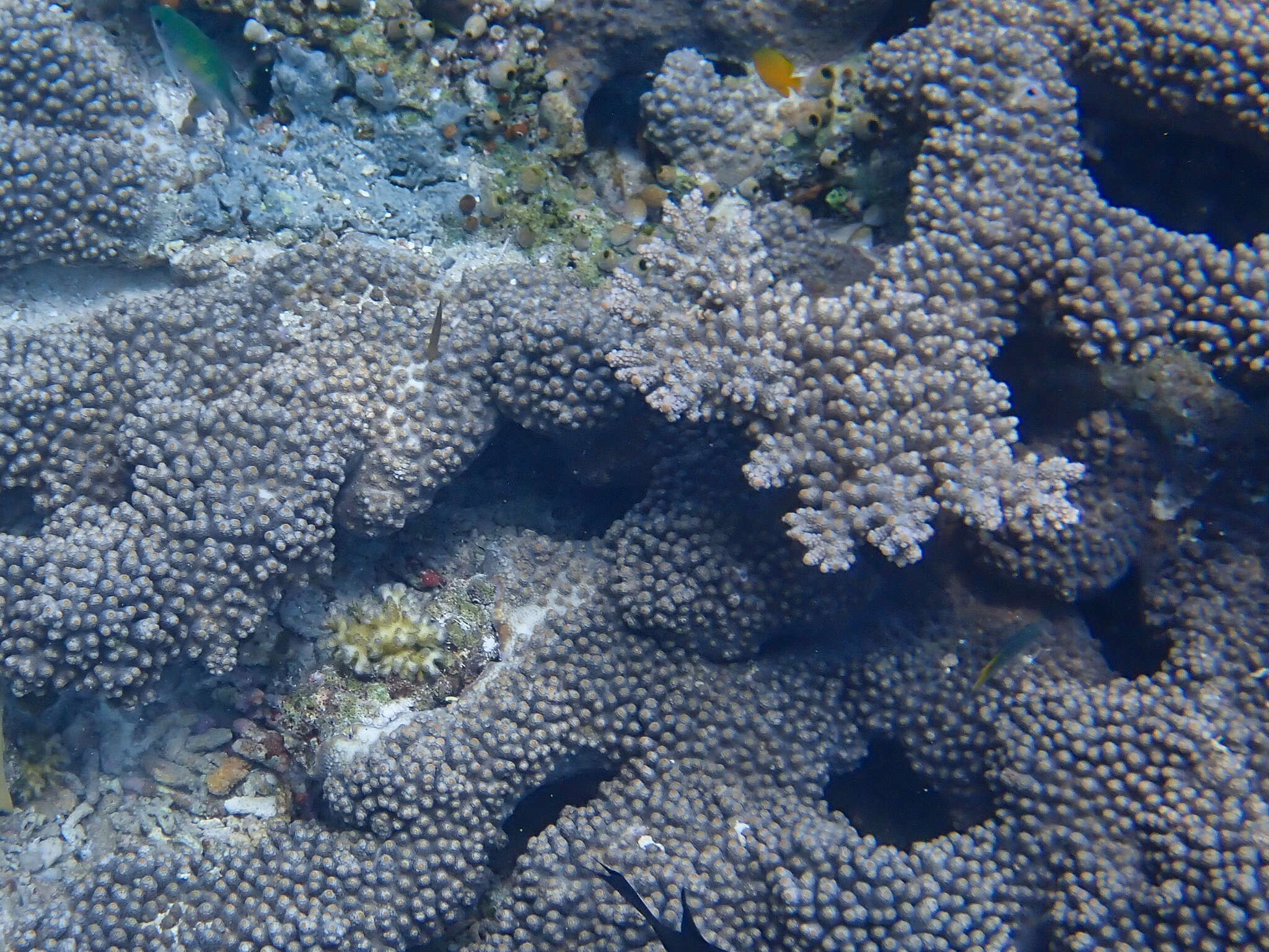 Image of Acropora sarmentosa (Brook 1892)