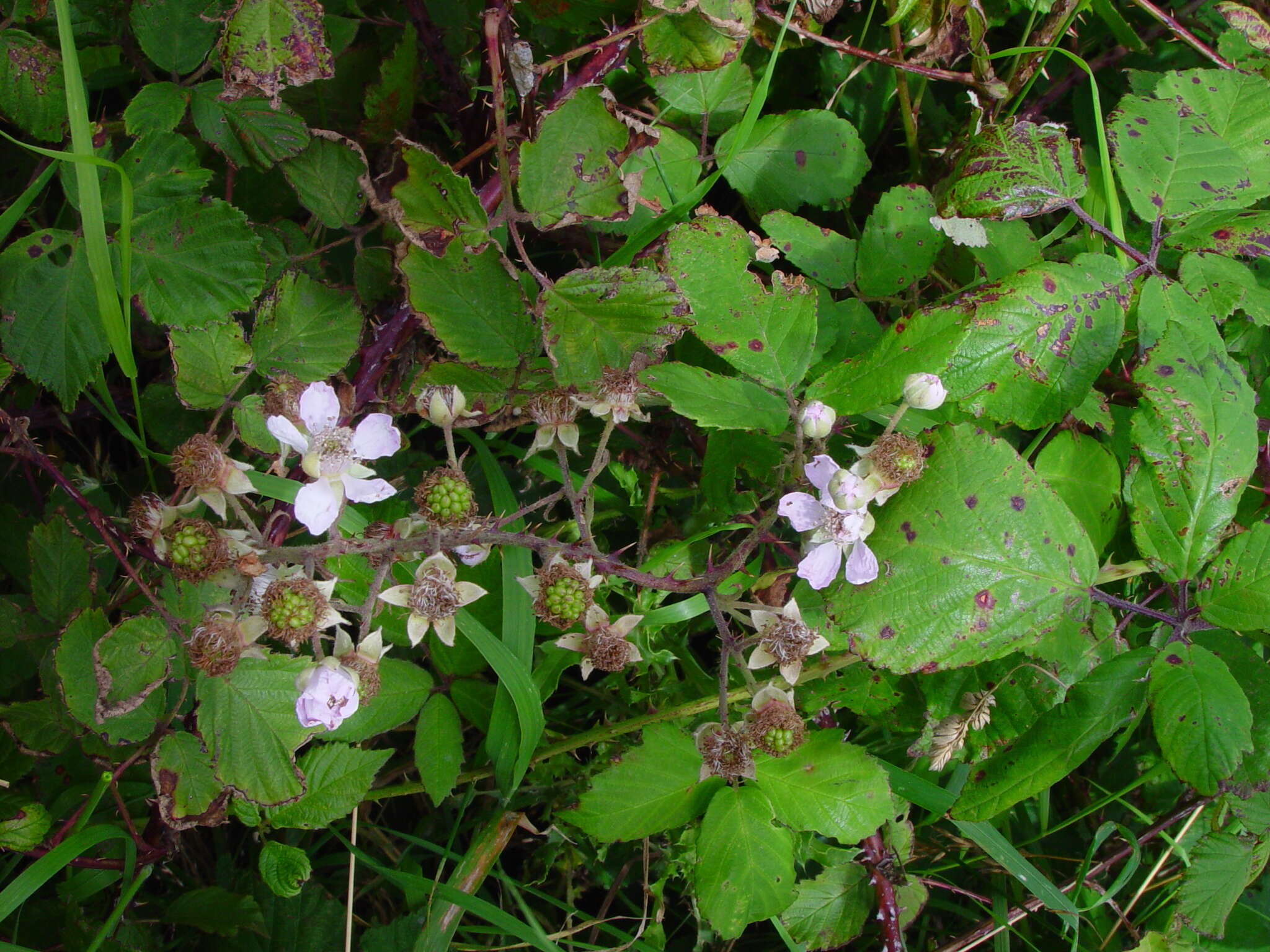 Image of Rubus rubritinctus W. C. R. Watson