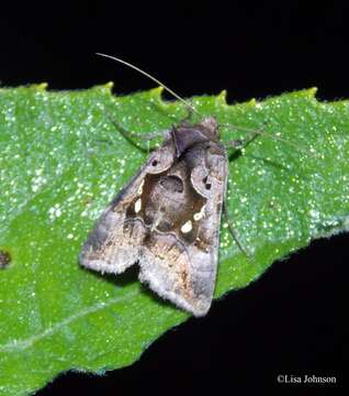 Image of Enigmogramma antillea Becker 2001