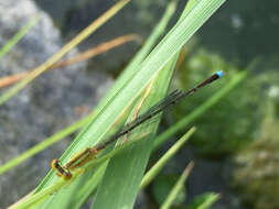 Image of Vesper Bluet