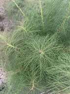 Image de Sonchus leptocephalus Cass.