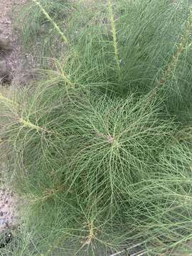 صورة Sonchus leptocephalus Cass.