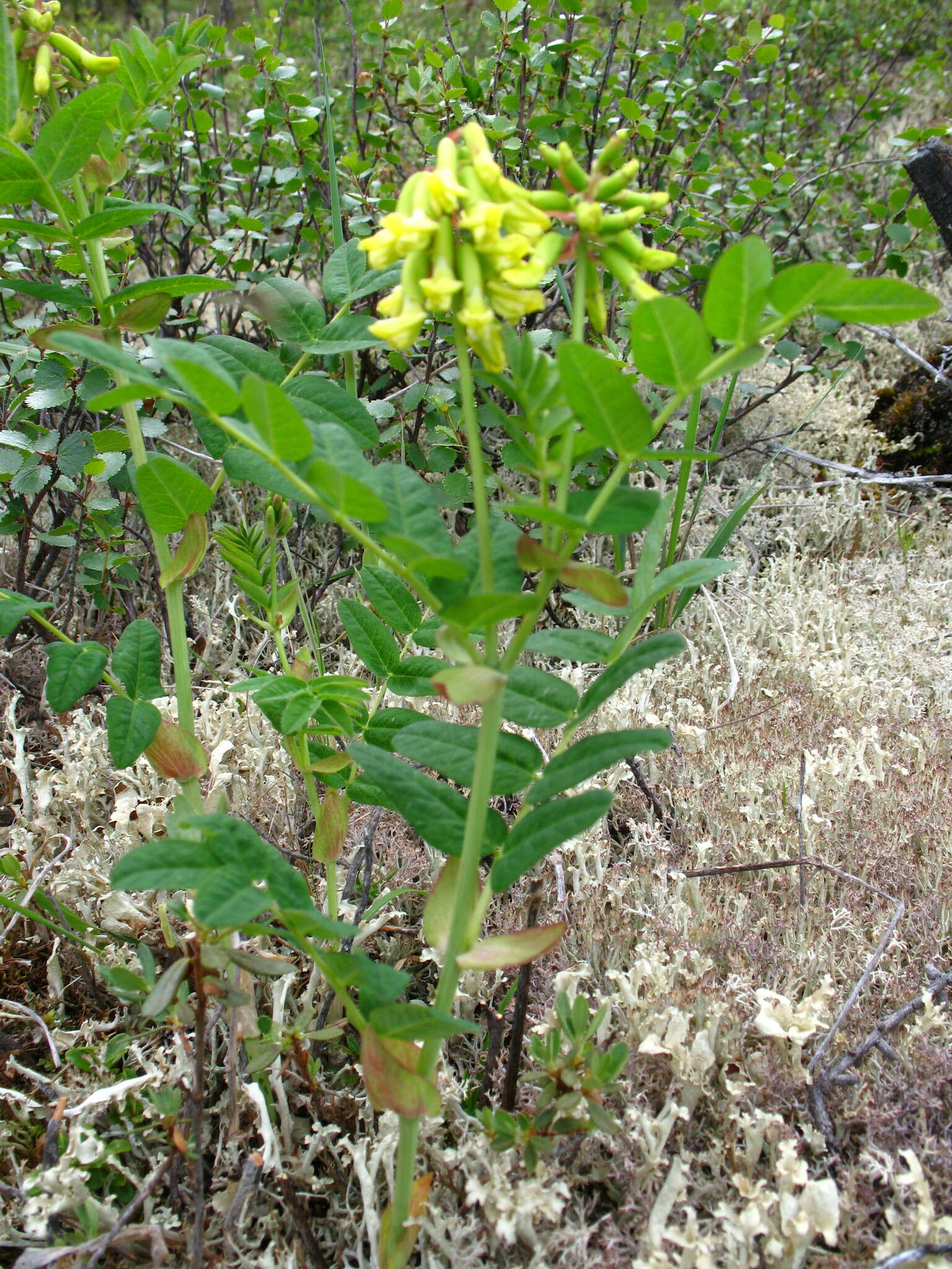 Image of Astragalus saralensis N. F. Gontscharow