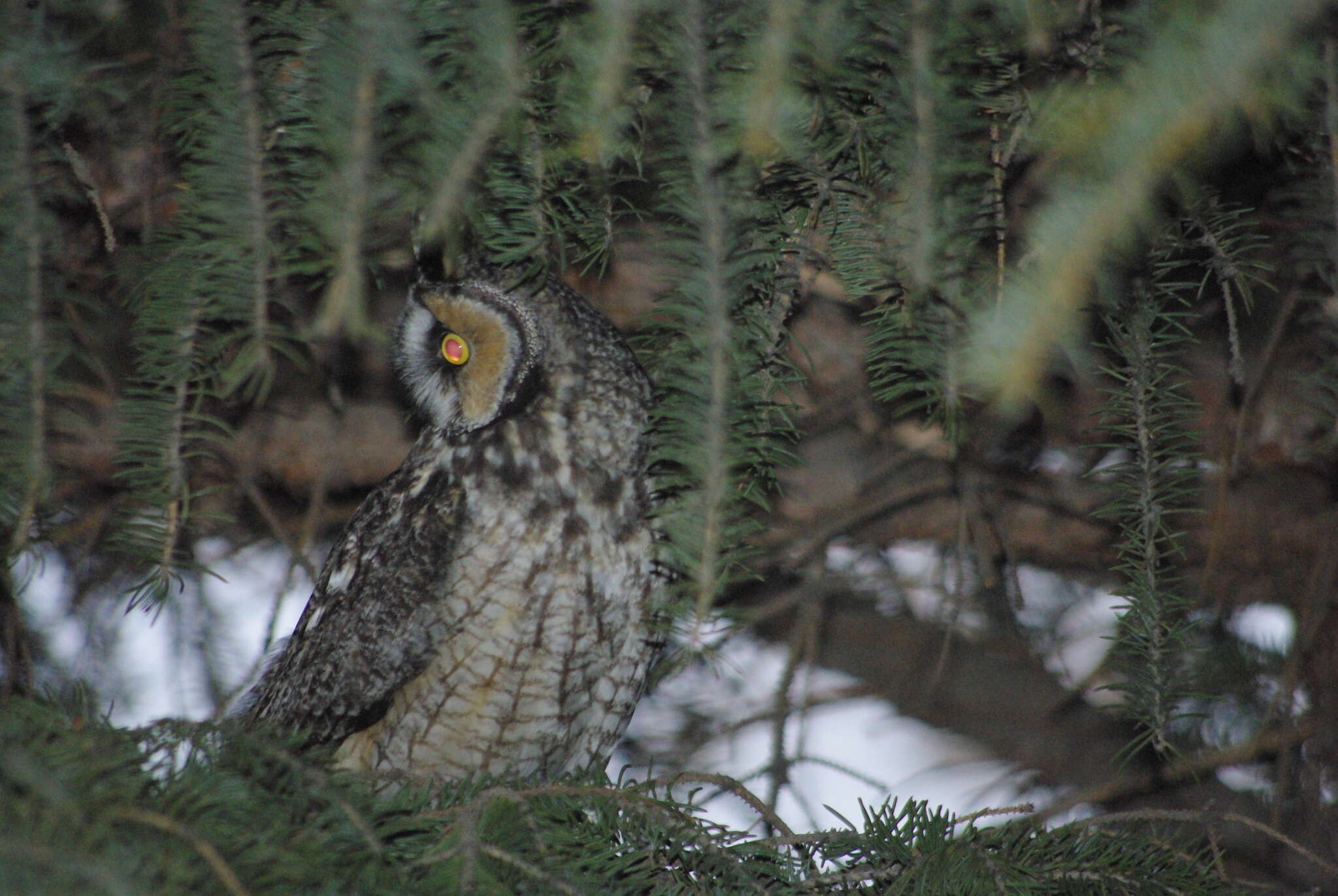 Image of Long-eared Owl