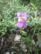 Image of Antirrhinum linkianum Boiss. & Reuter