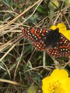 Image de Euphydryas editha (Boisduval 1852)