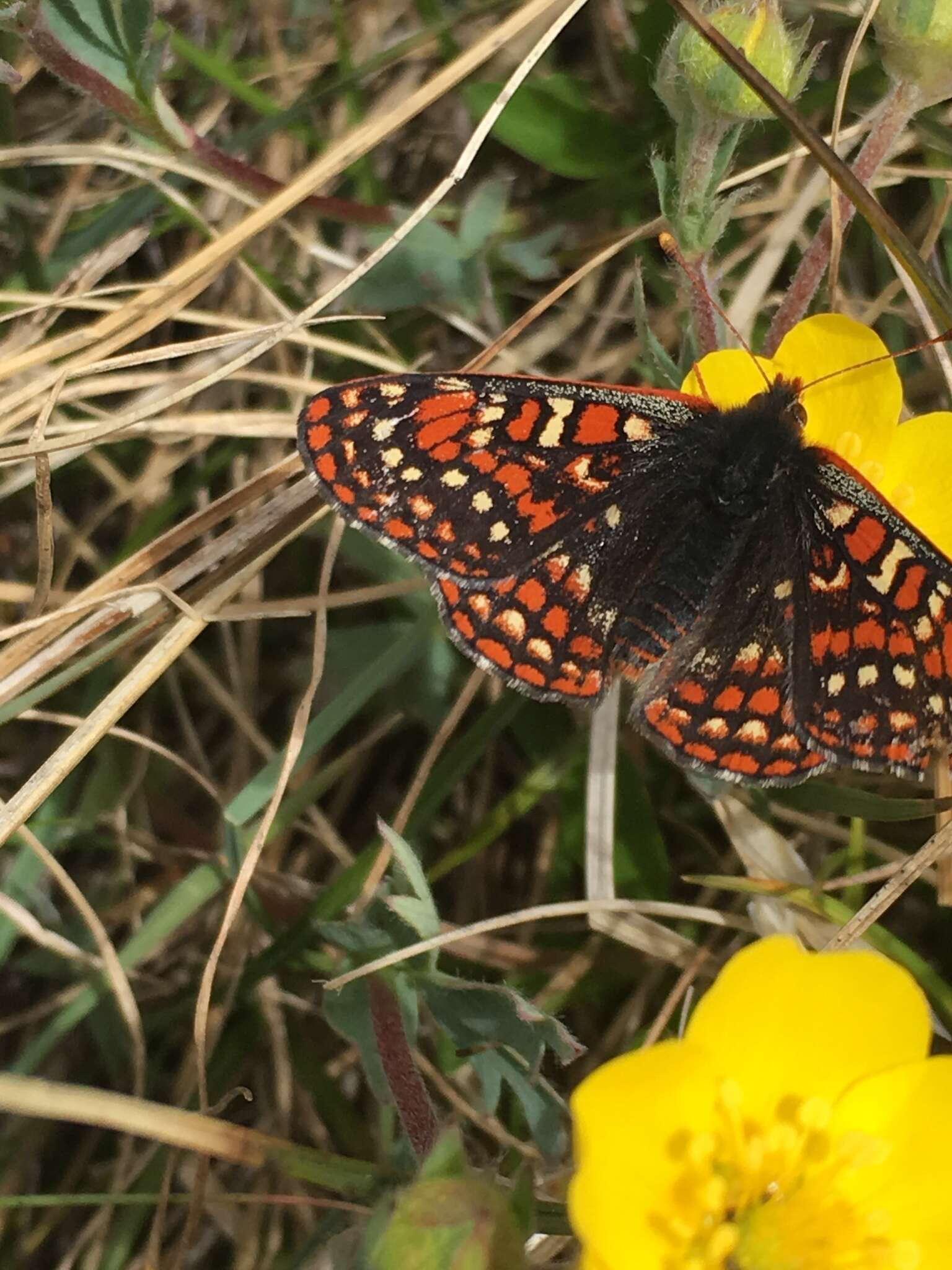 Image de Euphydryas editha (Boisduval 1852)