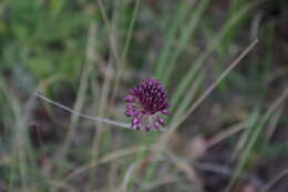 Image of Allium fuscoviolaceum Fomin