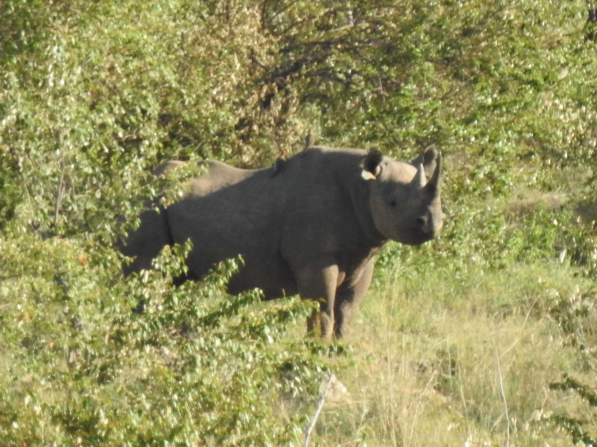 Image of Black Rhinoceros