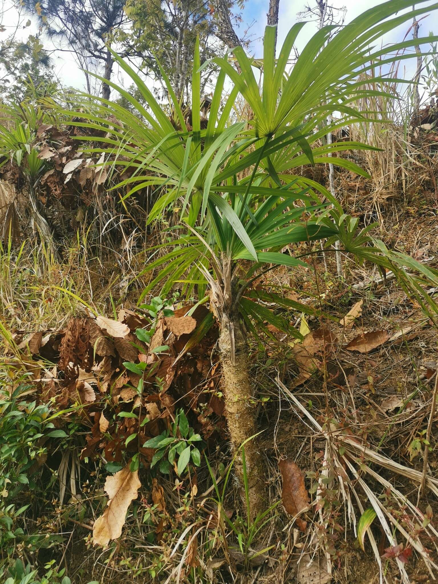 Image of Cryosophila nana (Kunth) Blume