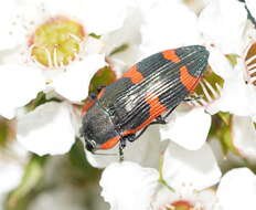 Image of Castiarina grata (Saunders 1869)