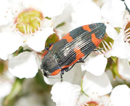 Image of Castiarina grata (Saunders 1869)