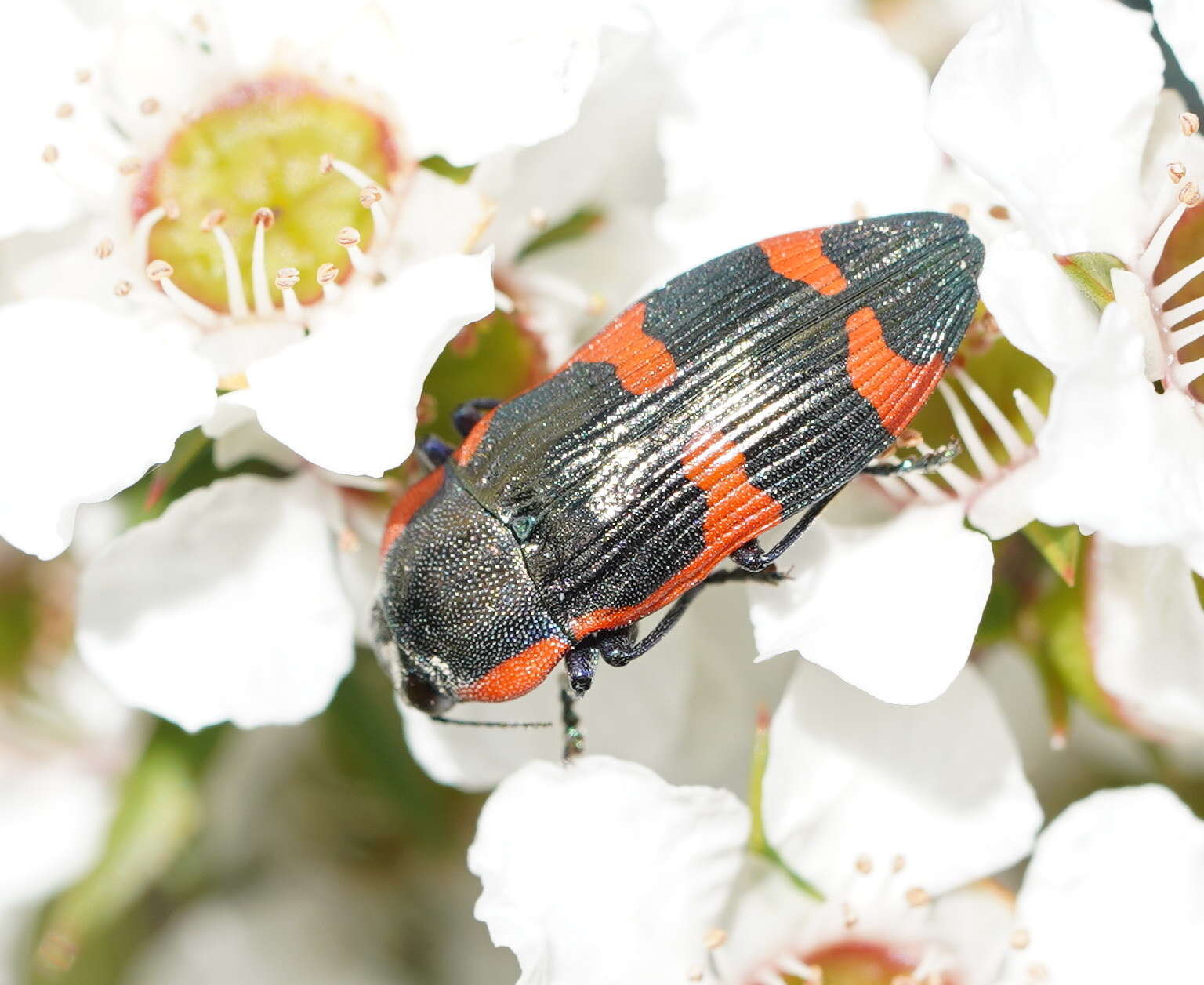 Image of Castiarina grata (Saunders 1869)