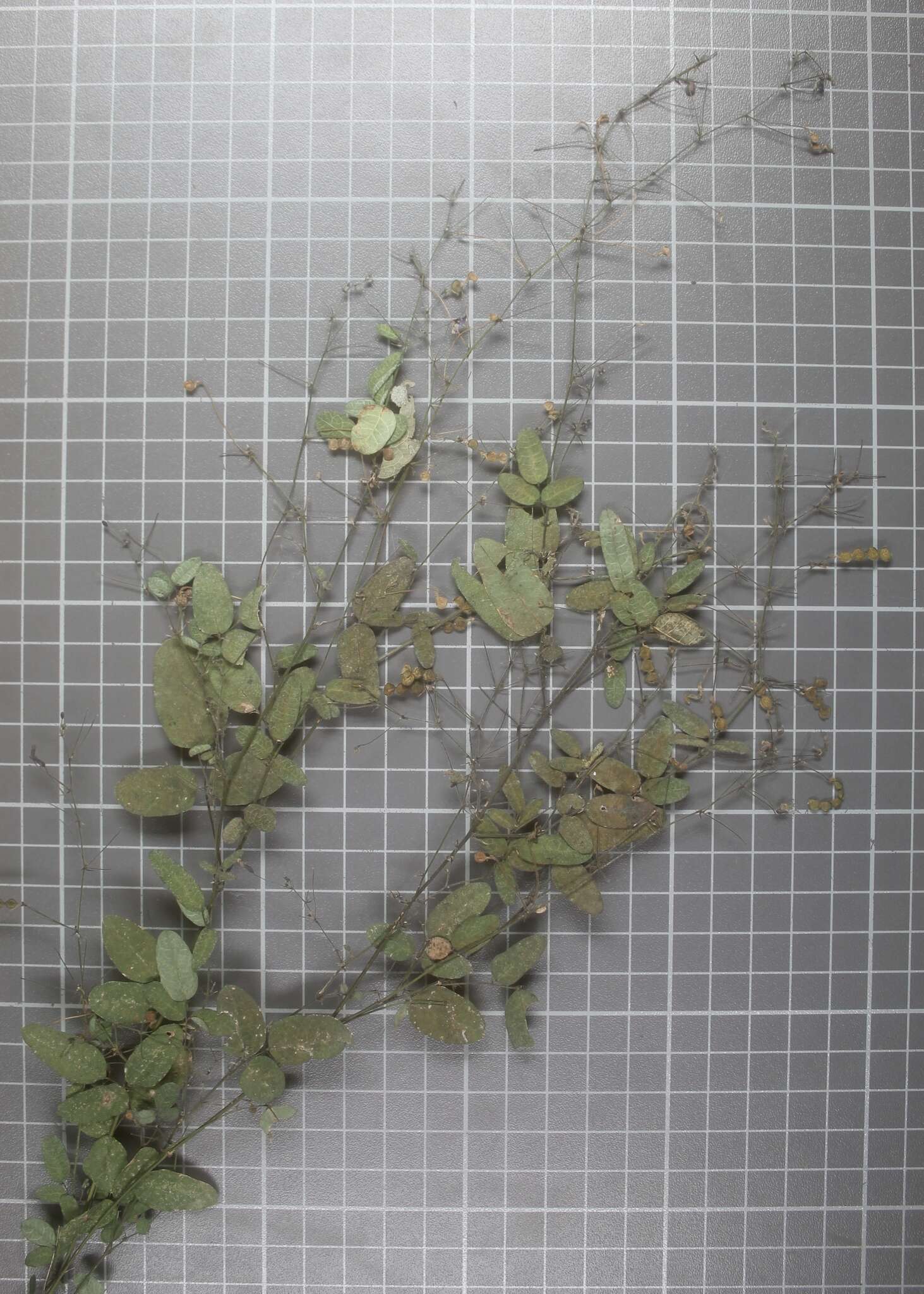 صورة Desmodium procumbens var. neomexicanum